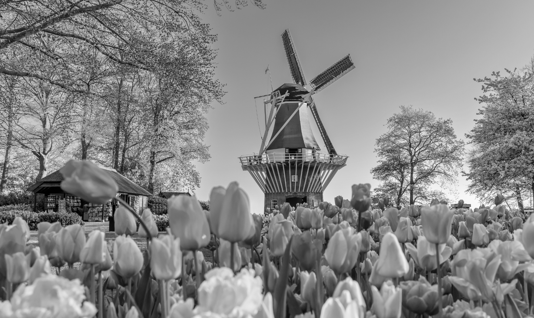 Pharmacovigilance and Regulatory Affairs in Netherlands